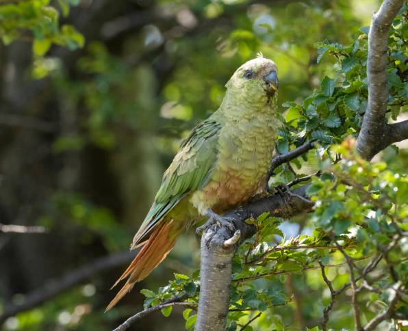 Austral Conure