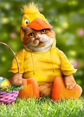 Avanti Press Cat in Duck Costume Funny Easter Card