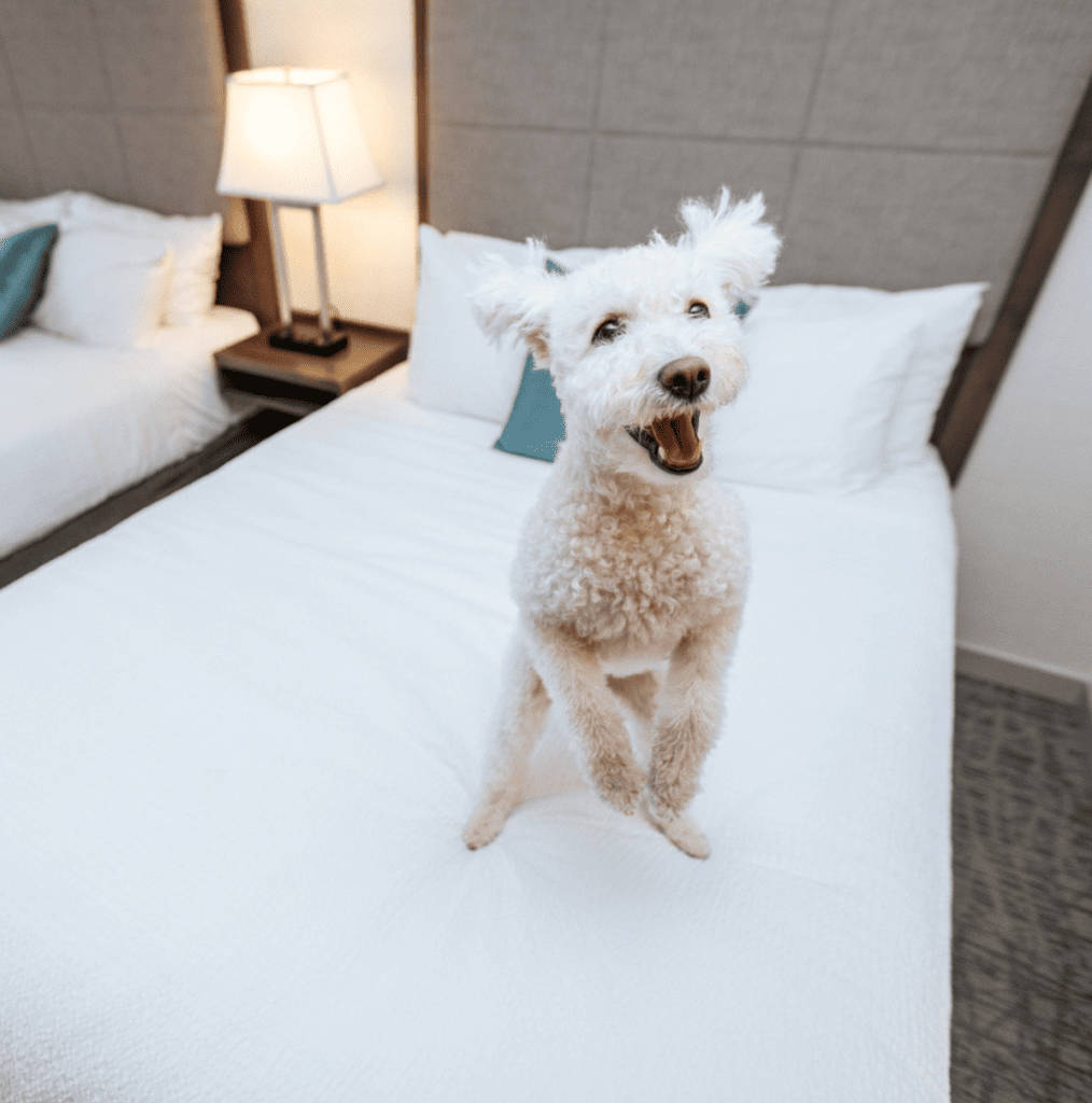 Best Western Plus Myrtle Beach