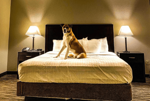 Best Western Plus