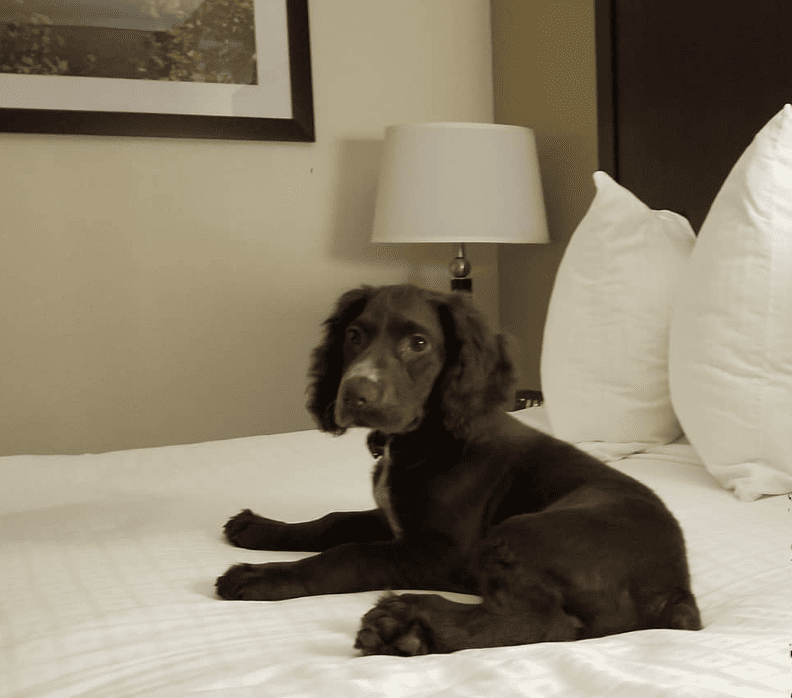 Best Western Pony Soldier Inn & Suites_inspector_bacondust