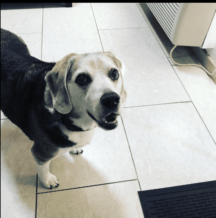 Best Western Santa Rosa Inn_beagle_henryjames_beagle