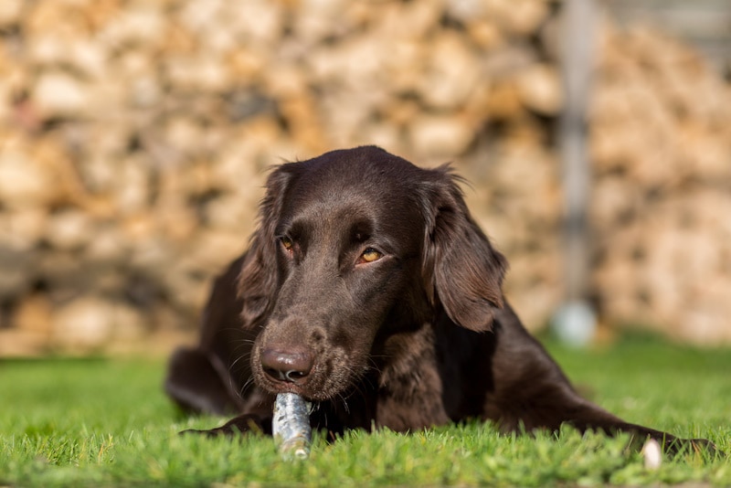Black dog eating herring in the yard