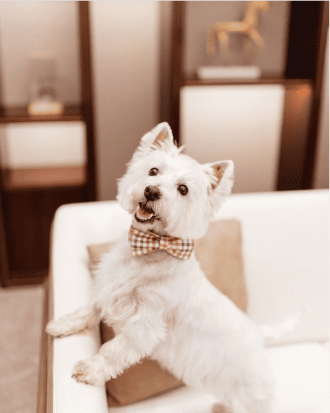 Blossom Hotel Houston