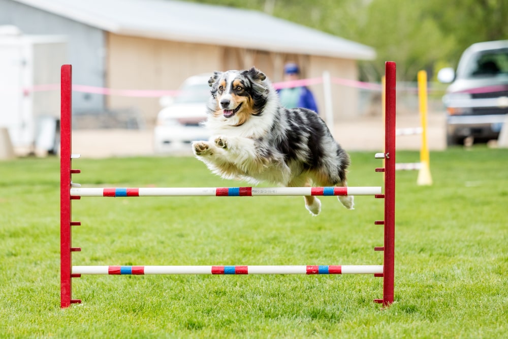 Border Collie dog doing agility competition or training