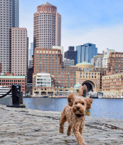 Boston Harbor Hotel
