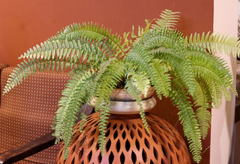 Boston fern in a terra cotta vase