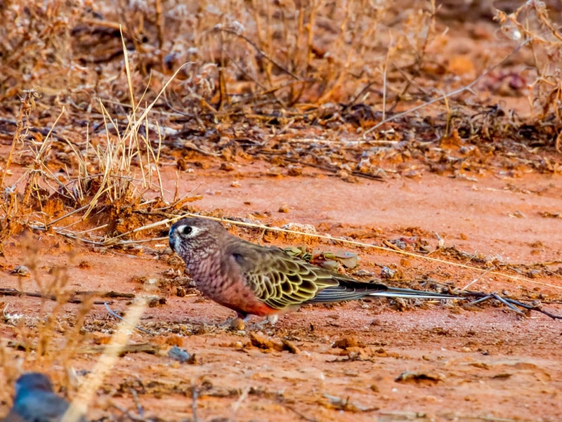 Bourke’s Parakeet