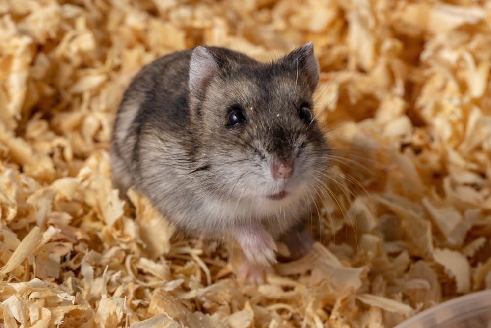 Campbell's dwarf hamster of the species Phodopus campbelli with selective focus