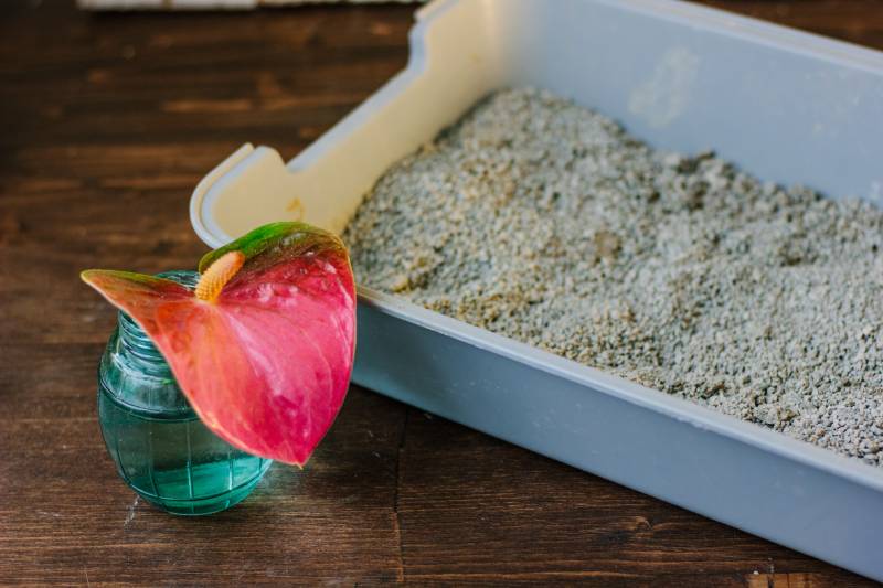 Cat litter box with the red flower