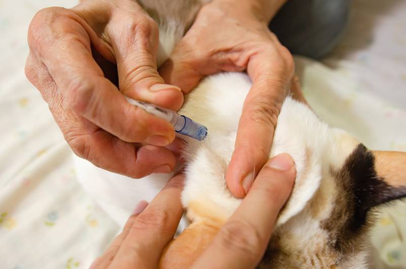 Cat owner dripping flea medication for his cat