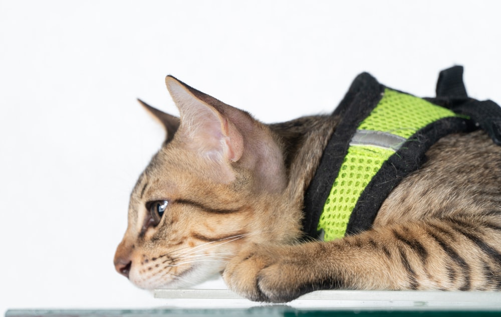 Cat with bright neon green harness lying on the floor