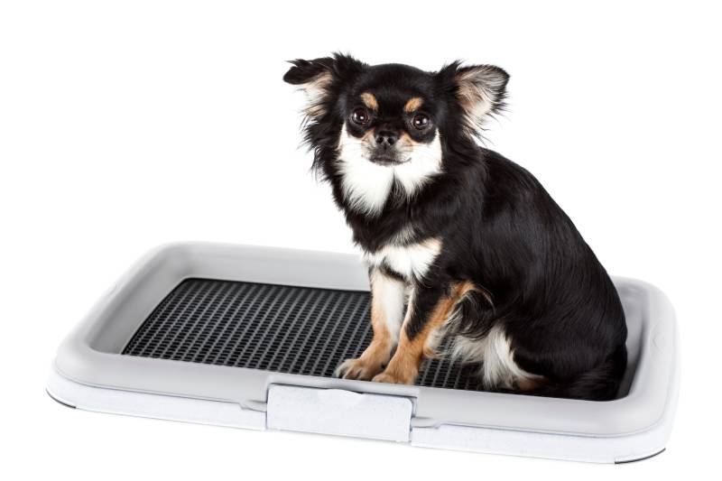 Chihuahua dog with training pad