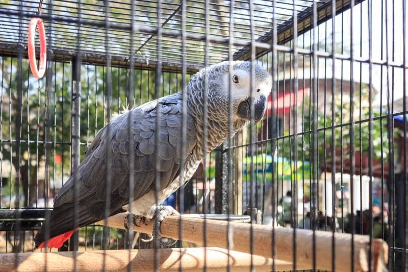 Congo African grey parrot is standing on perch in the cage