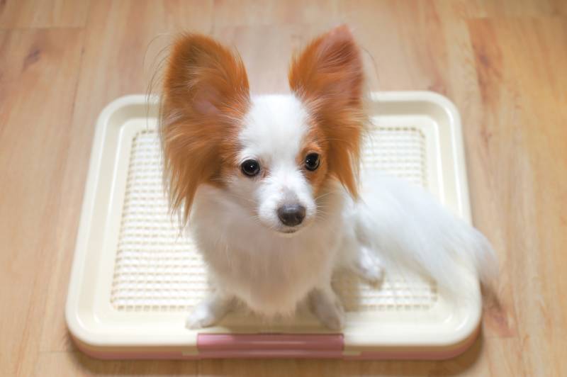 Continental Toy Spaniel Papillon using litter pad or training pad