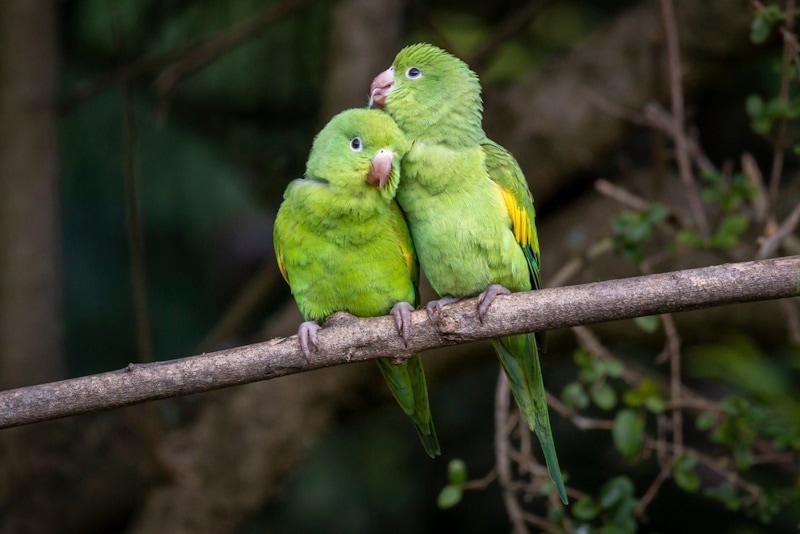 Couple of plain parakeets on the tree