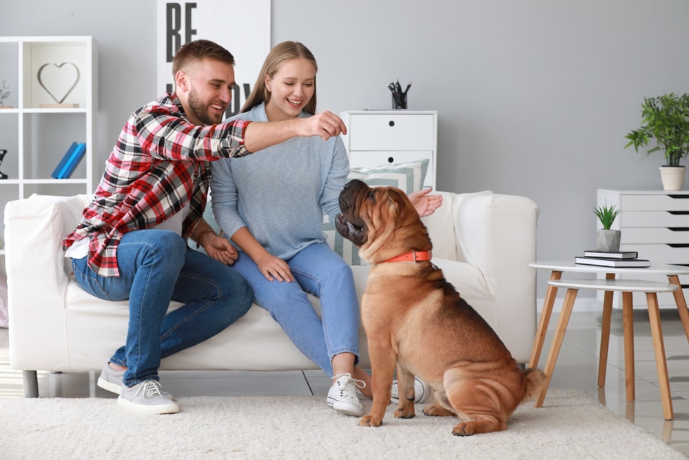 Couple playing with their Shar Pei dog