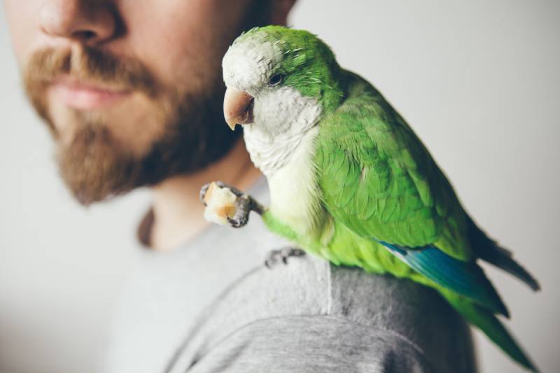Cropped photo shoot of beard men profile with his pet green parrot