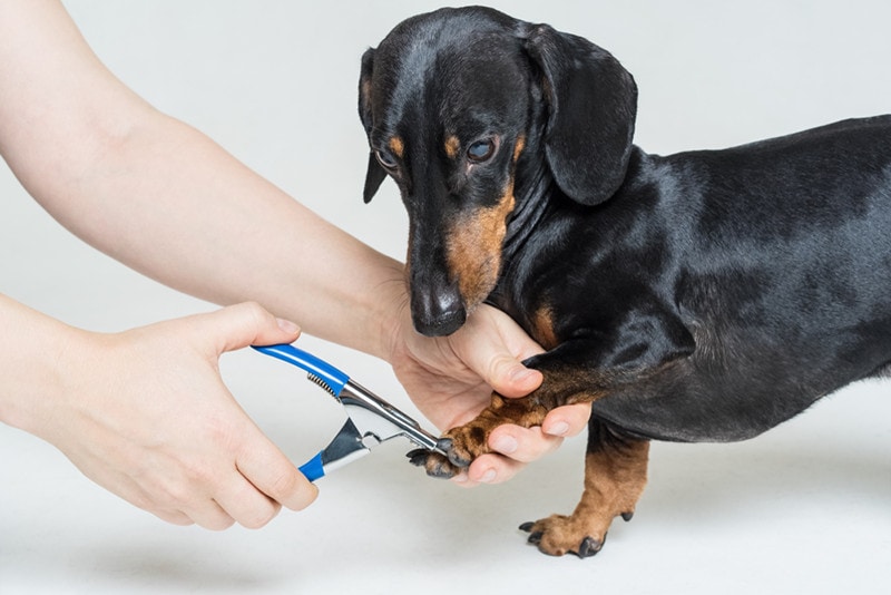 Cutting dog nail dachshund