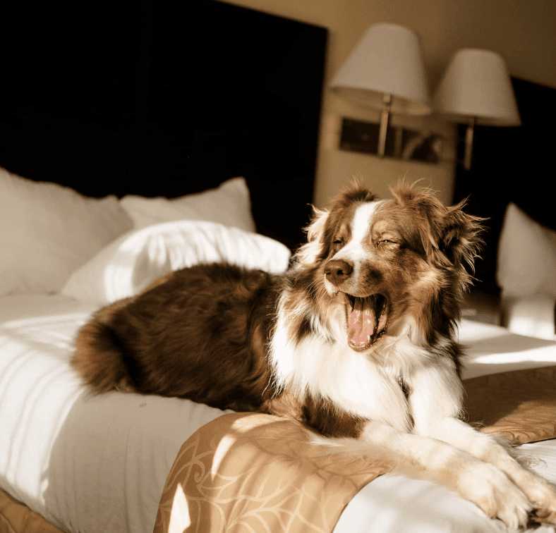 Days Inn & Suites Santa Rosa_just_thori_things