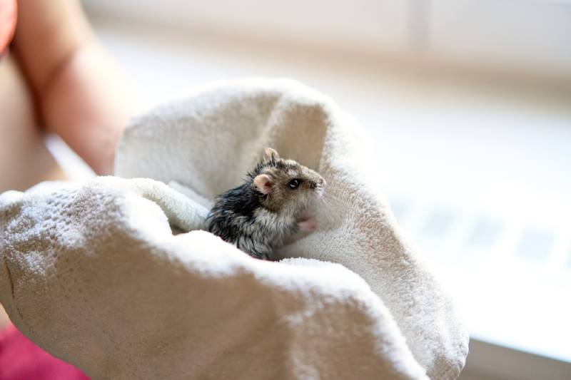 Djungarian hamster in a white towel being dried after a bath