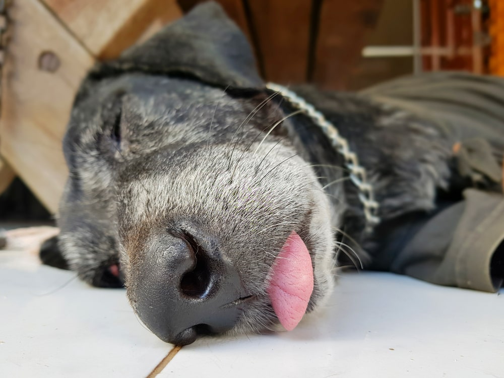 Dog sleeping with their tongue out