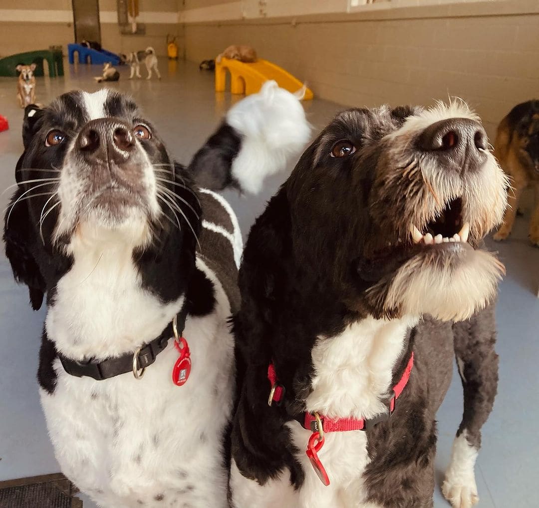 Doggie in the Window couple of happy dogs