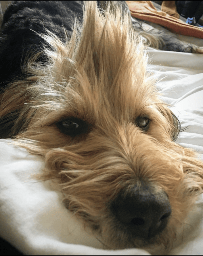 Drury Inn & Suites Flagstaff_juno.fresh