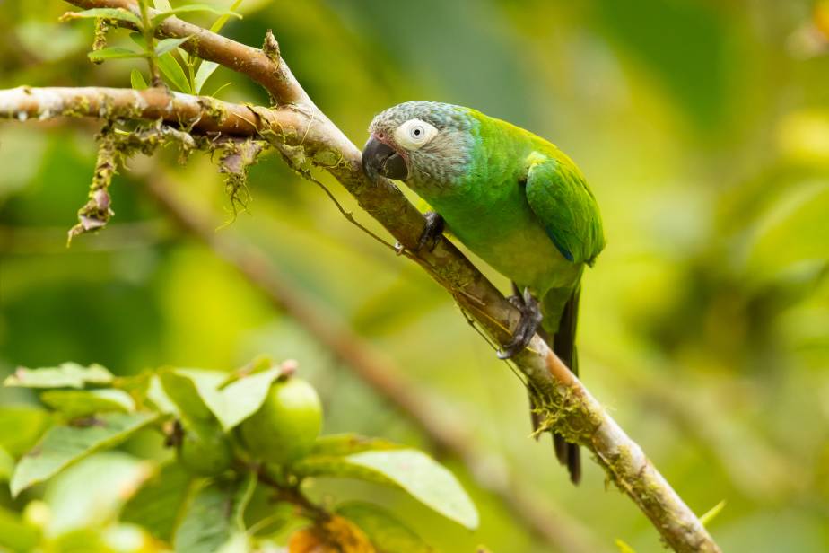 Dusky-Headed Conure