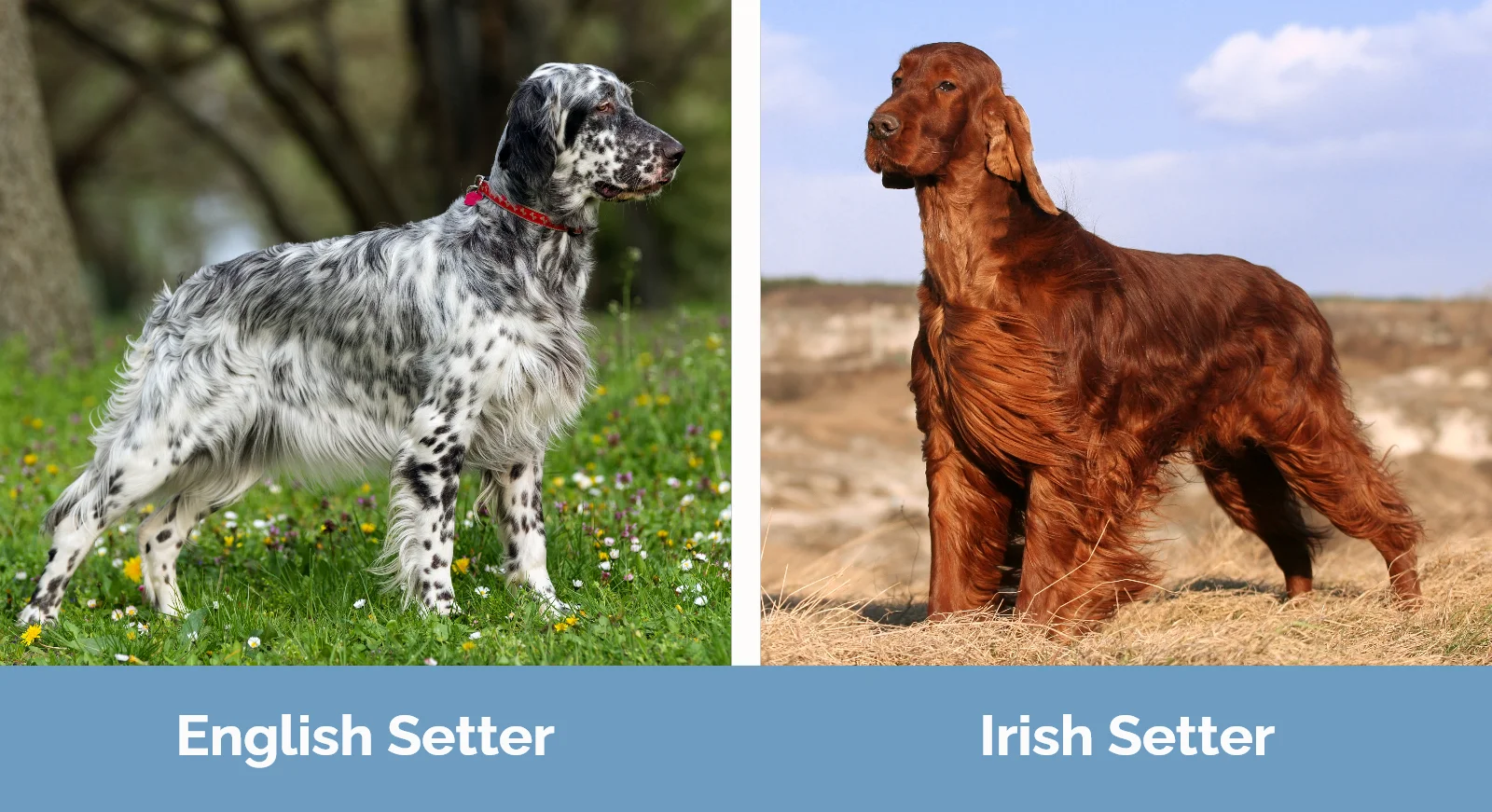 English Setter vs Irish Setter - Visual Differences