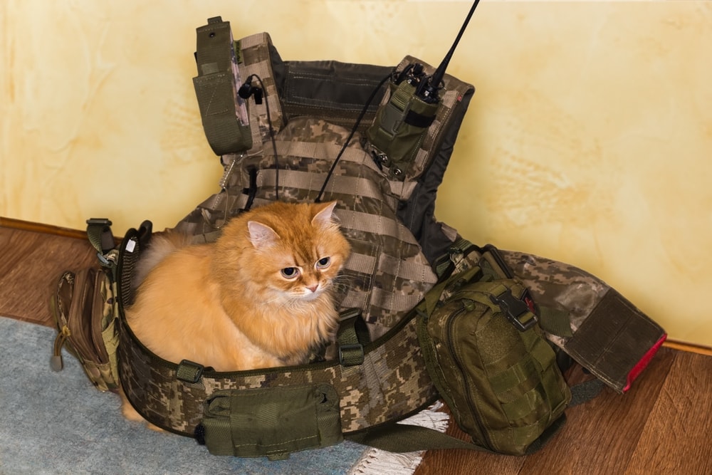 Fluffy ginger cat laying on military gear