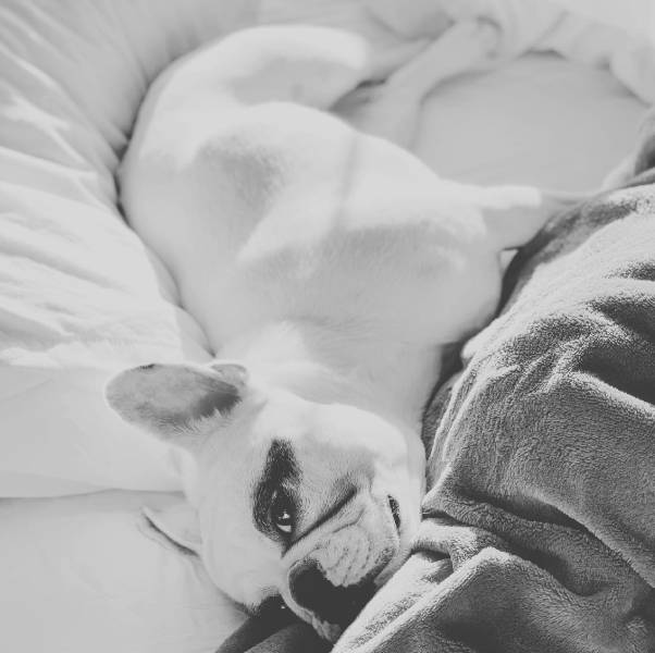 Forest Suites Resort