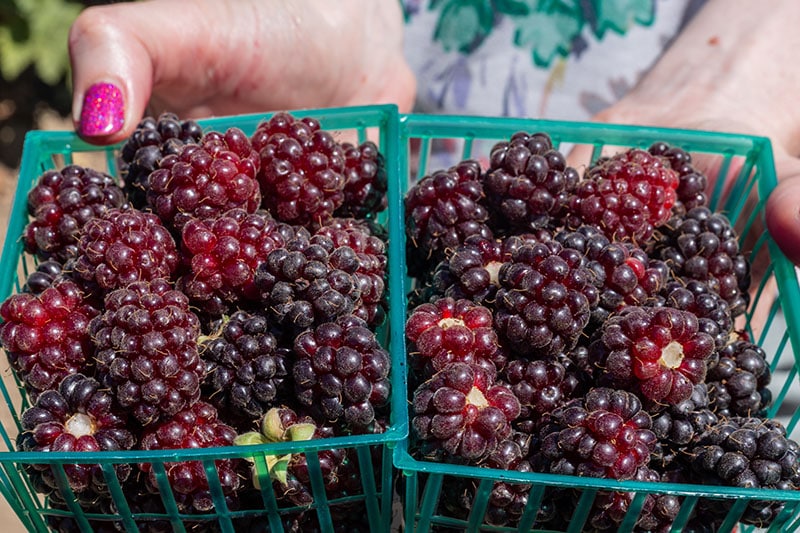 Freshly picked boysenberry
