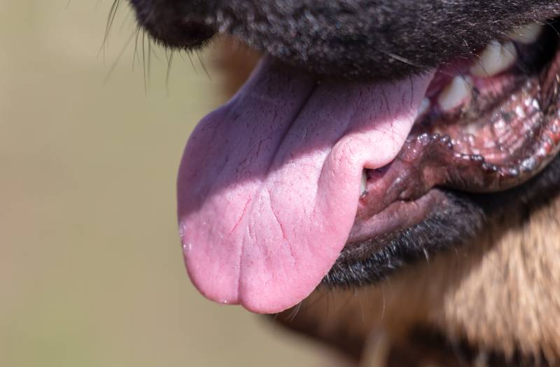 German shepherd dog tongue close up
