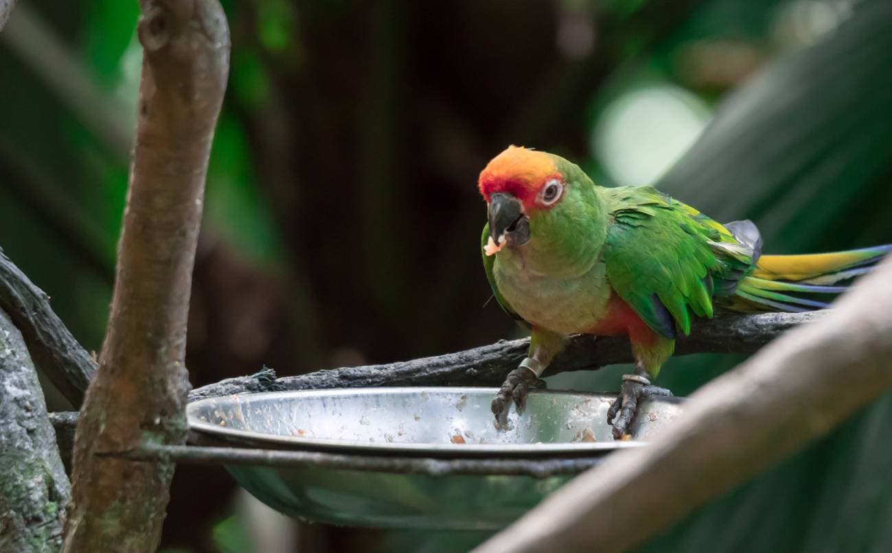 Golden-Capped Conure