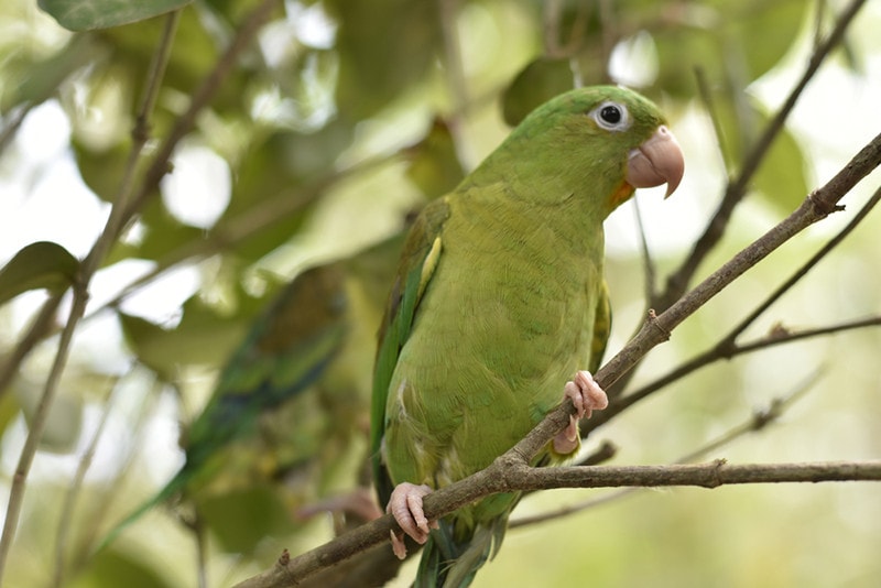 Green Parakeet