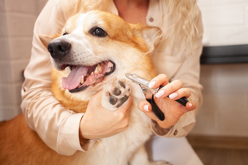 Guillotine Dog Nail Clipper
