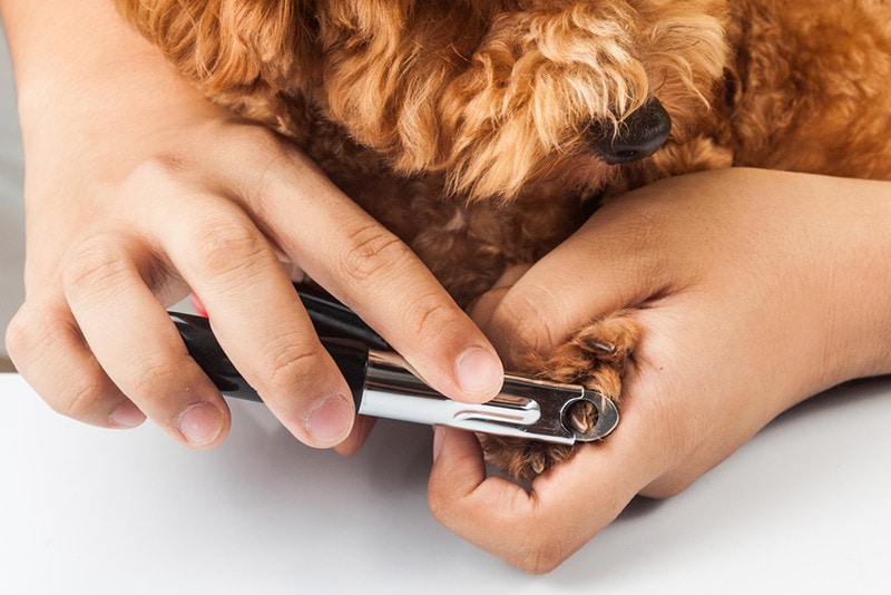 Guillotine Dog Nail Clippers
