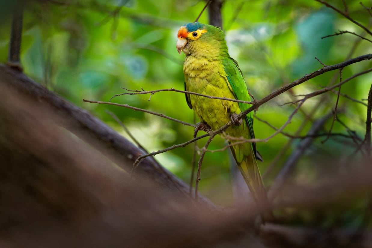 Half-Moon Conure