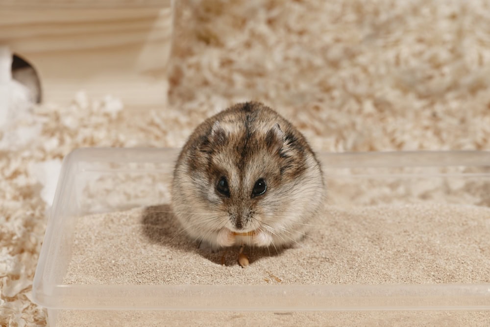 Hamster is eating an oat in its bathing sand