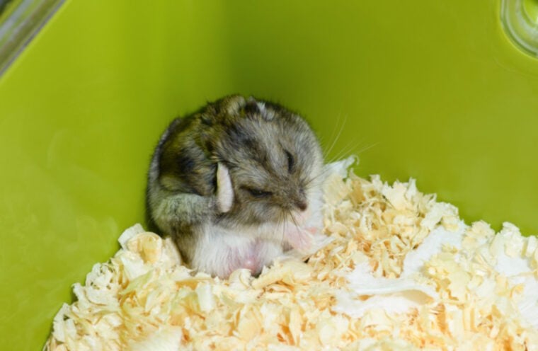 Stress Free Hamster Environment Reference: Can Hamsters Die From Stress Vet Approved Facts And How