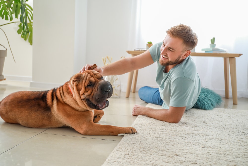 Happy man with pet Shar Pei on the floor
