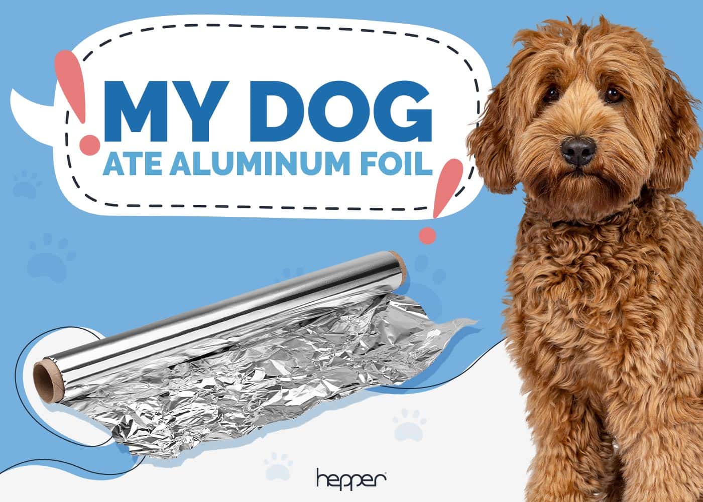 My Dog Ate Aluminum Foil