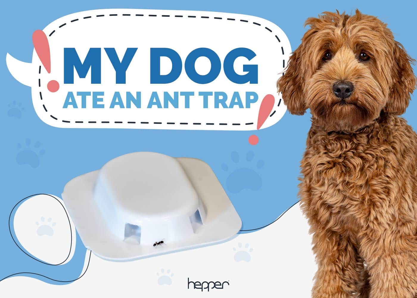 My Dog Ate an Ant Trap