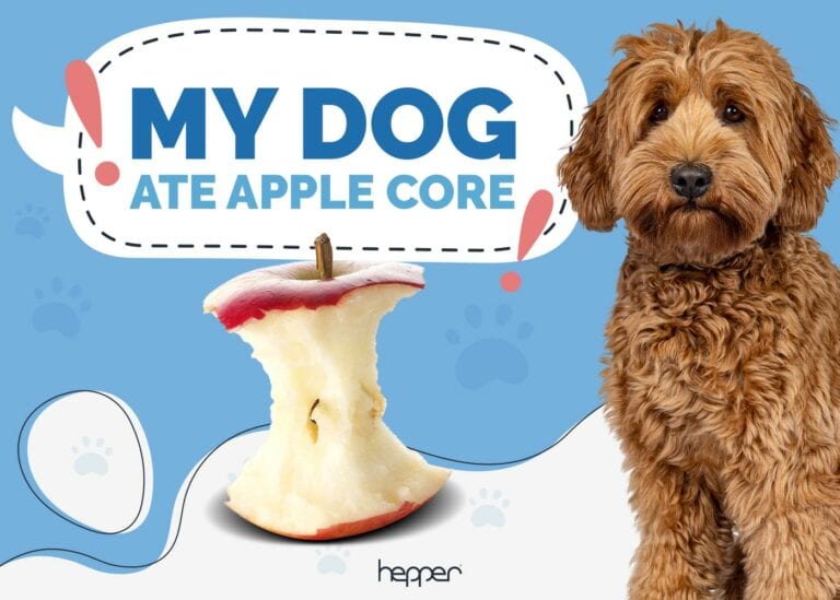 My Dog Ate an Apple Core! Here’s What to Do (Vet Answer) | Hepper Pet ... - Core Aliment Used Canine Thinking Whole Apple