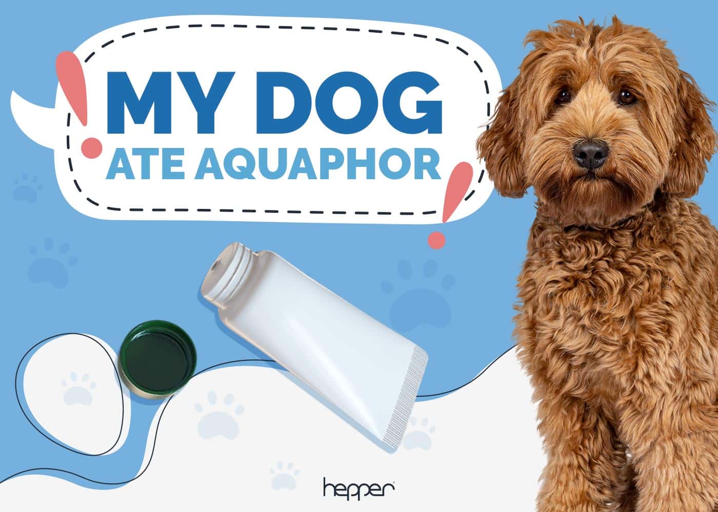 My Dog Ate Aquaphor