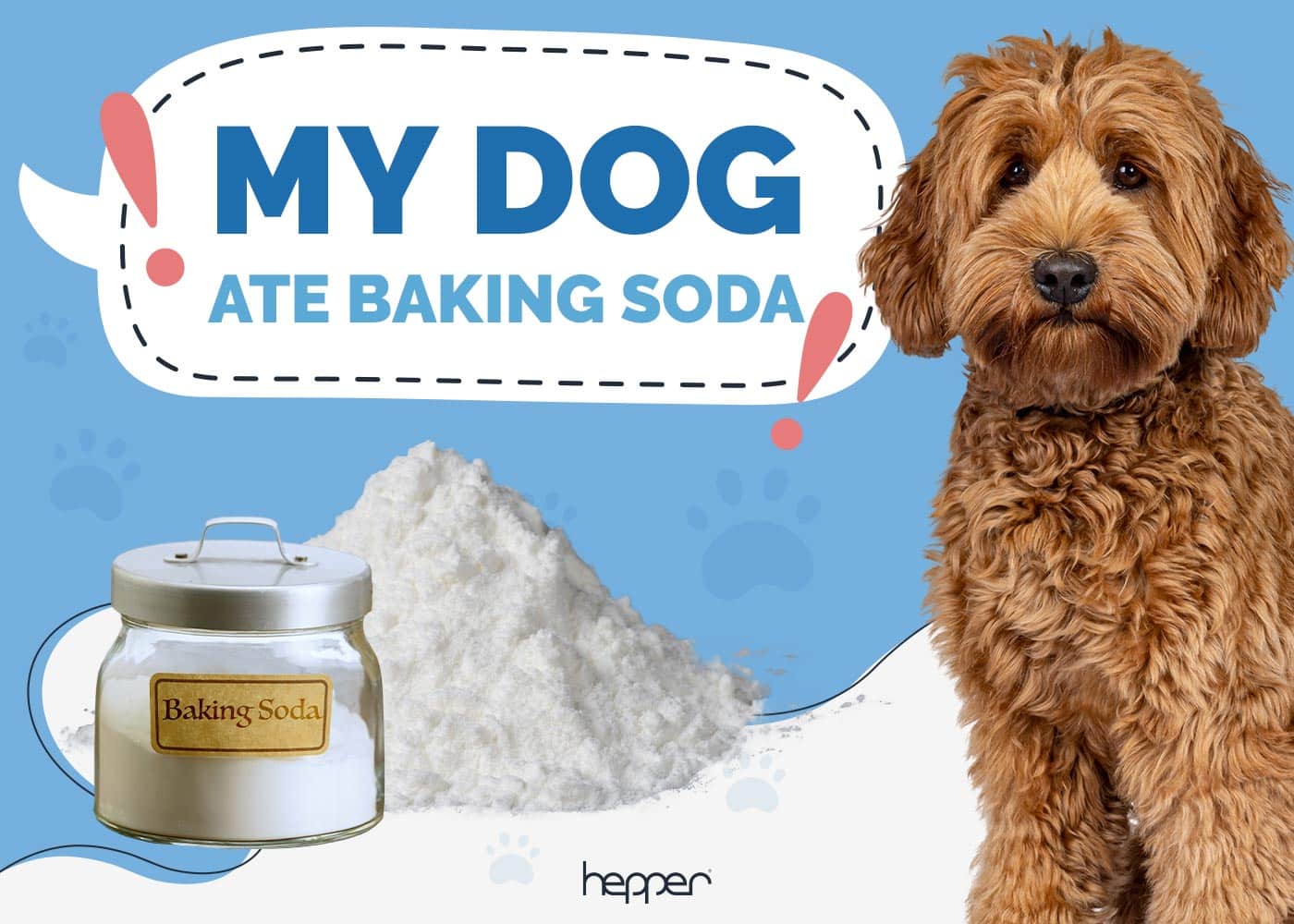 My Dog Ate Baking Soda