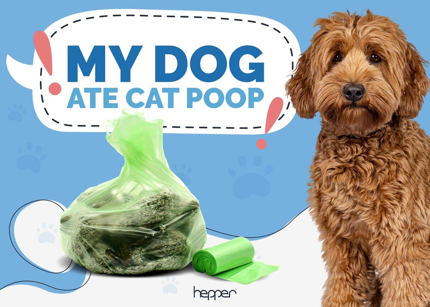 My Dog Ate Cat Poop