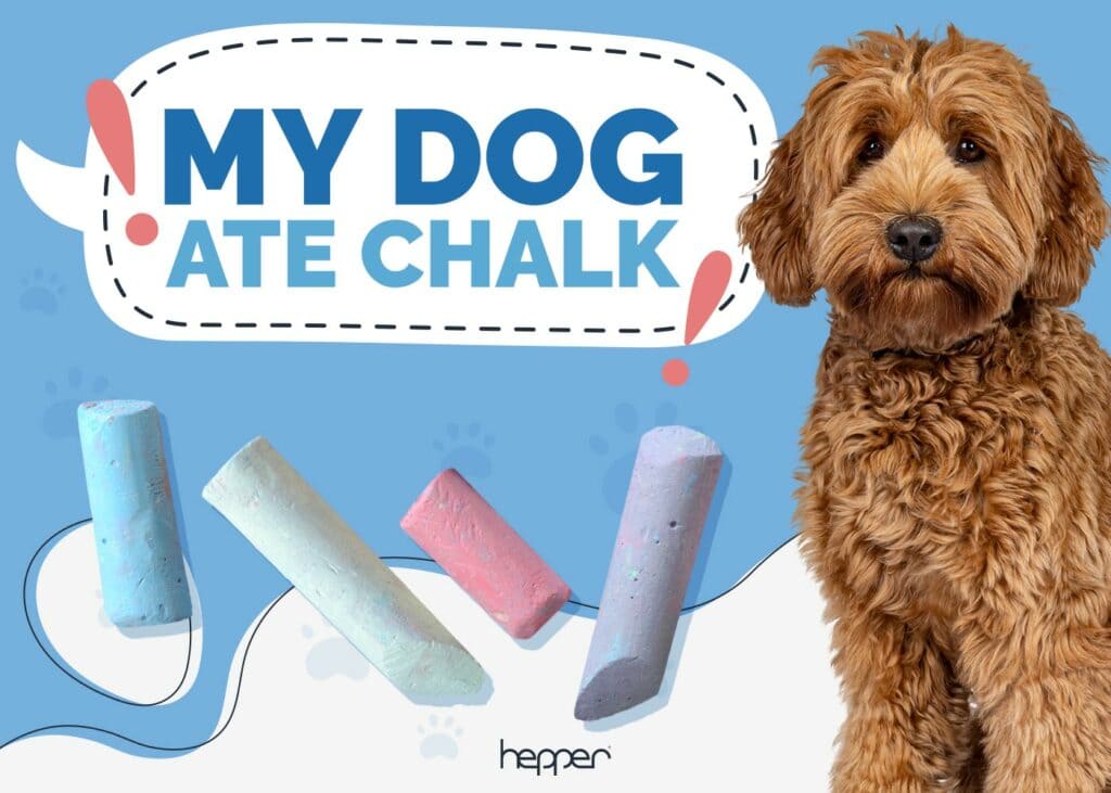 My Dog Ate Chalk