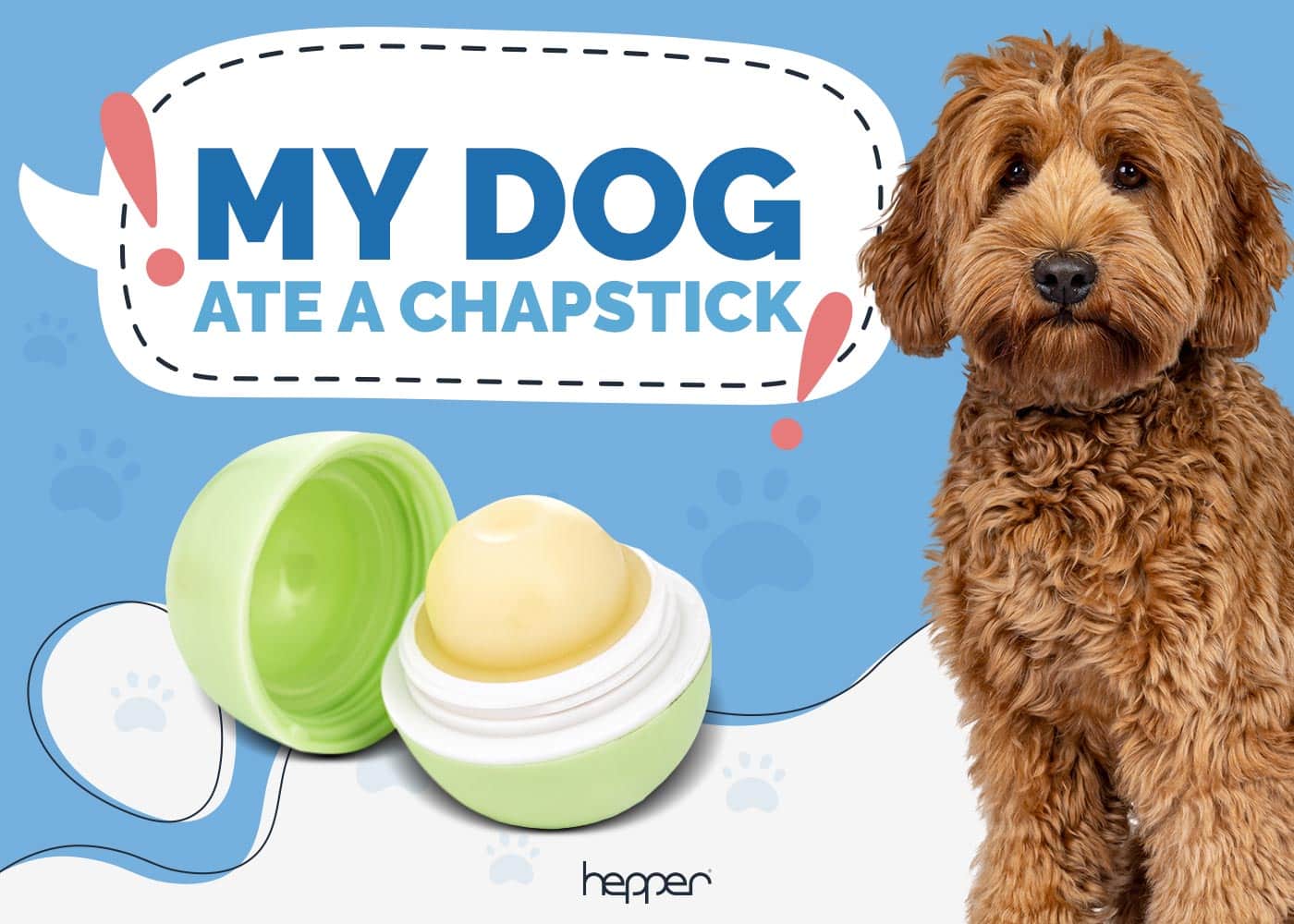 My Dog Ate a ChapStick